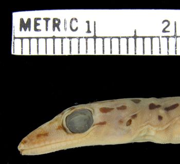 Media type: image;   Herpetology R-26138